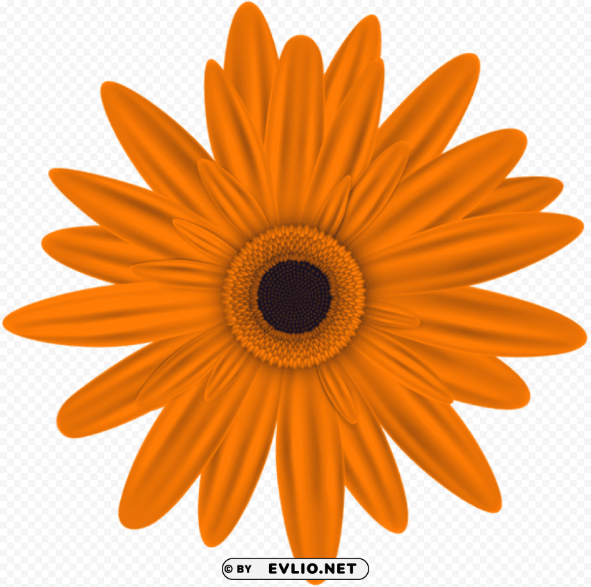 Orange Flower PNG Image Isolated On Transparent Backdrop