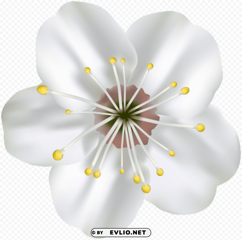 spring blooming flower PNG Isolated Illustration with Clear Background