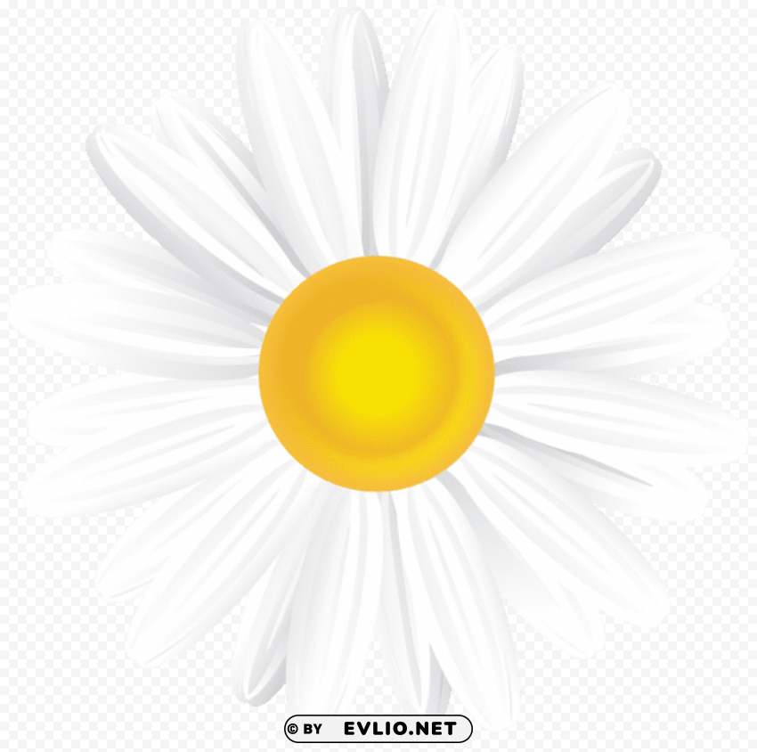 white daisy Isolated Item on Transparent PNG Format