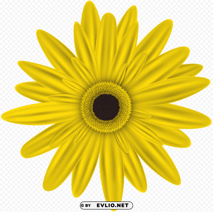 Yellow Flower PNG Image Isolated With High Clarity