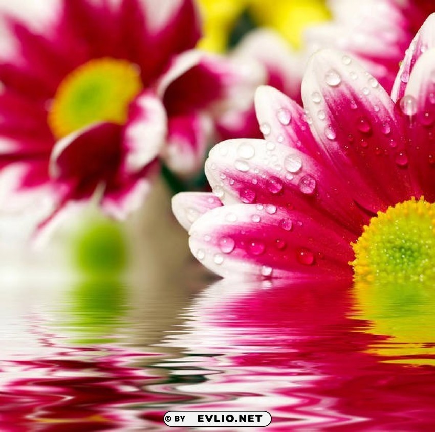 beautiful flowers with dew Transparent PNG stock photos