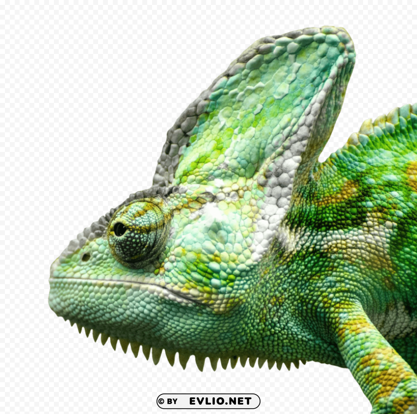iguana face Free PNG images with alpha transparency comprehensive compilation