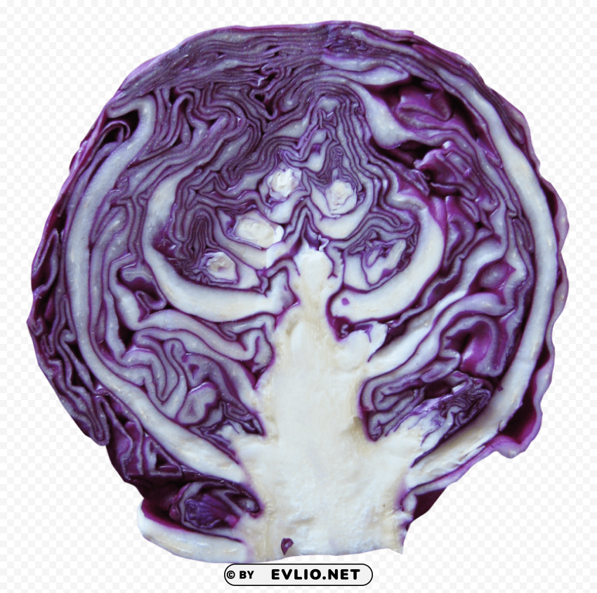 red cabbage Transparent PNG Isolated Element