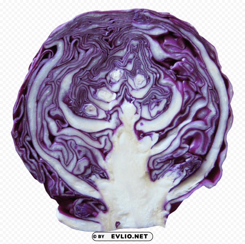 red cabbage Transparent PNG Isolated Element PNG images with transparent backgrounds - Image ID 5e05c0a0