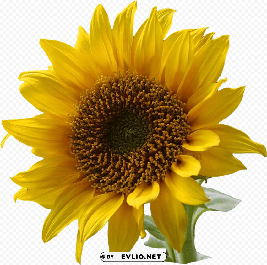 PNG image of sunflower PNG with no bg with a clear background - Image ID 5f7e97e0