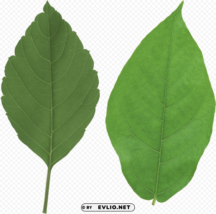 Leaf Transparent PNG Isolated Artwork