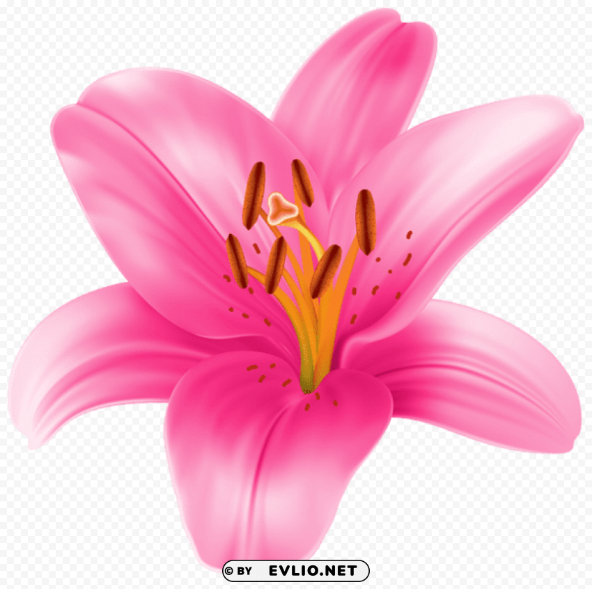 lilium PNG with transparent backdrop