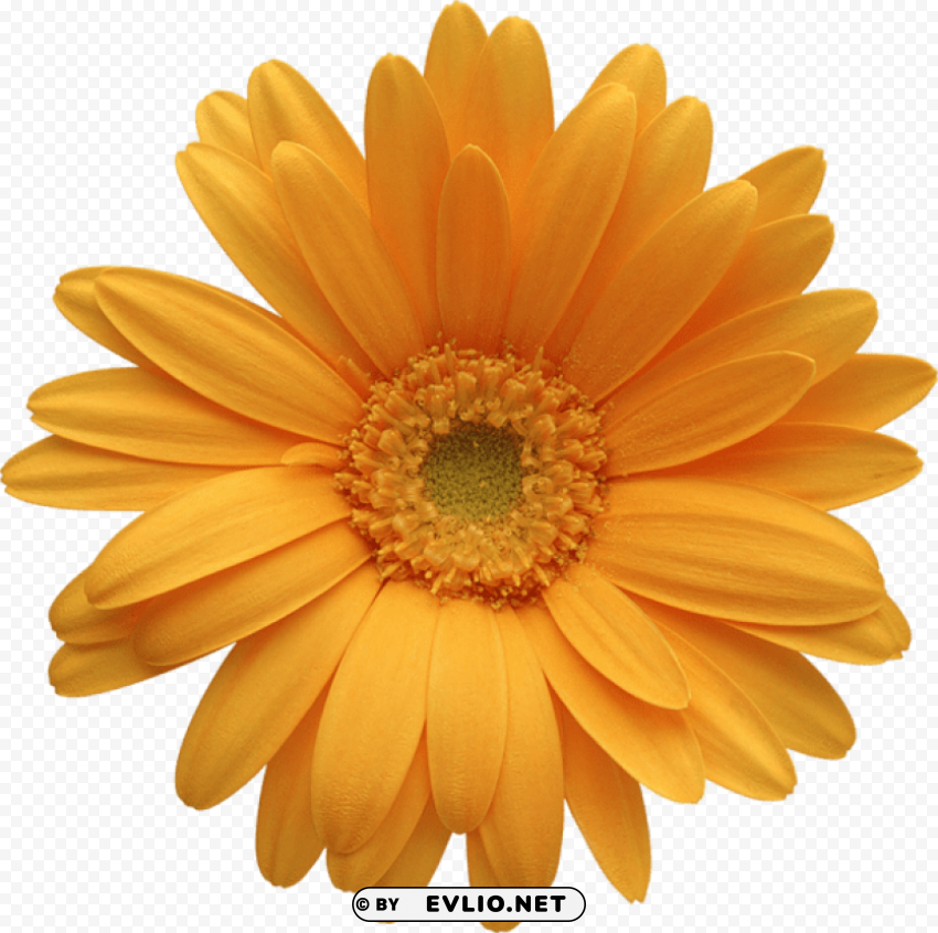 orange gerber daisy PNG graphics with transparent backdrop
