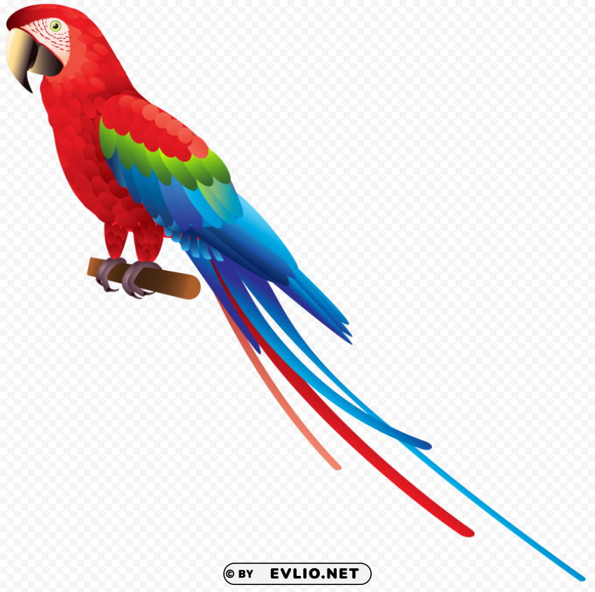 parrot Isolated Graphic in Transparent PNG Format