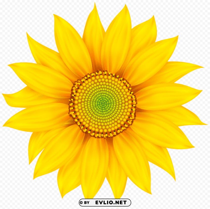 sunflower Transparent PNG Object with Isolation