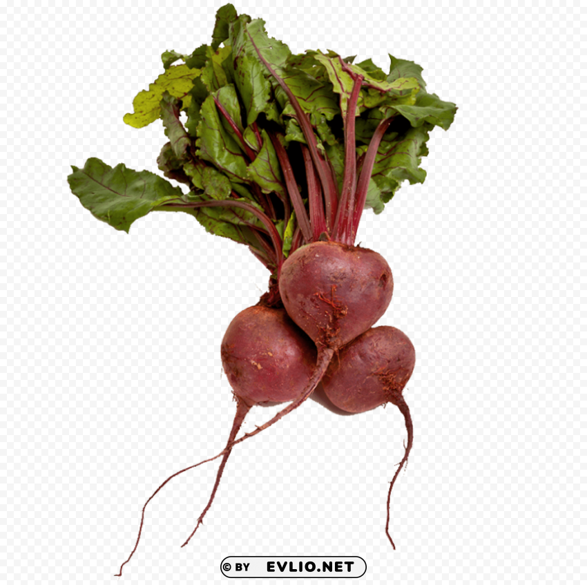beet Isolated Artwork on Clear Transparent PNG