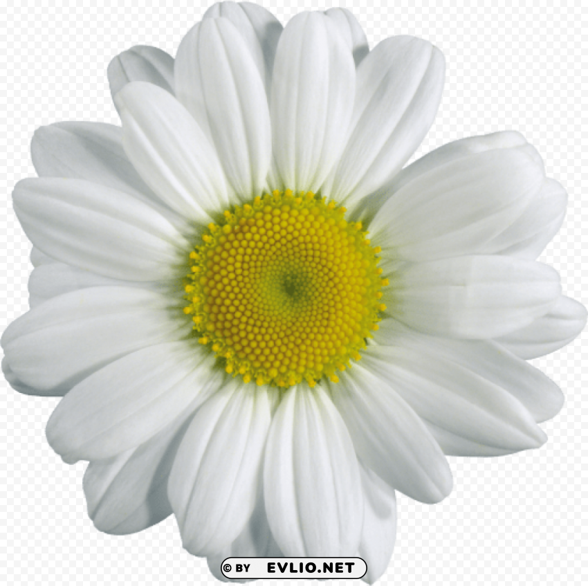 PNG image of camomile PNG transparent photos extensive collection with a clear background - Image ID 53f926a1