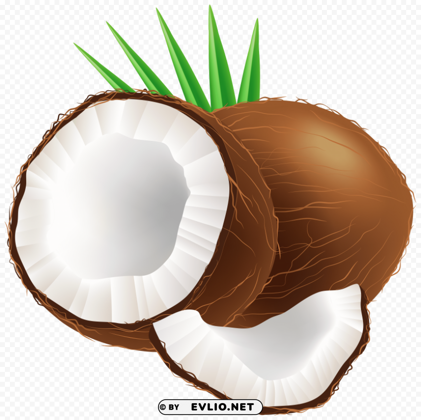 coconut Isolated Illustration in HighQuality Transparent PNG