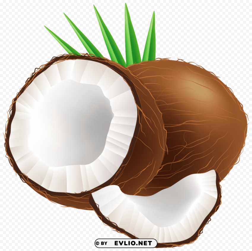coconut Isolated Artwork on Transparent PNG