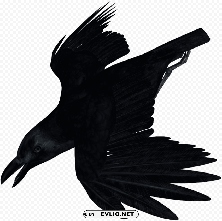 cuervo dibujo sin fondo PNG transparent images for printing