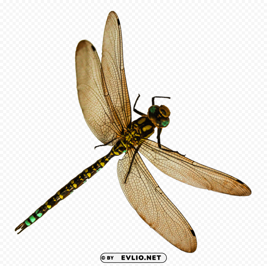 Dragonfly Transparent PNG Pictures Complete Compilation