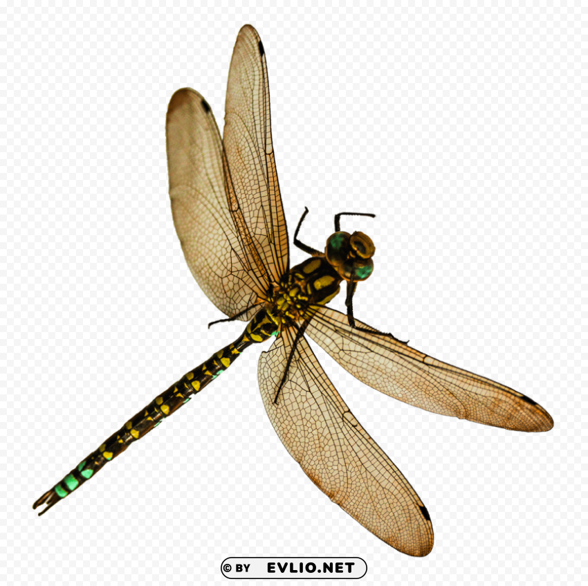 dragonfly HighResolution PNG Isolated on Transparent Background