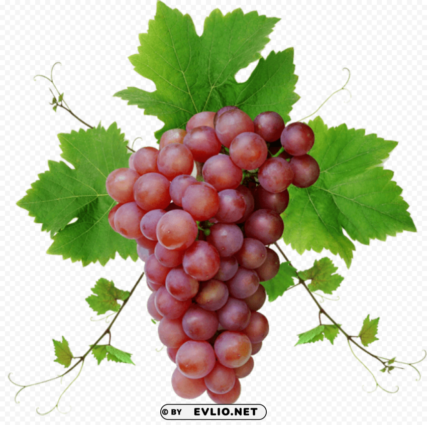 grapes PNG art