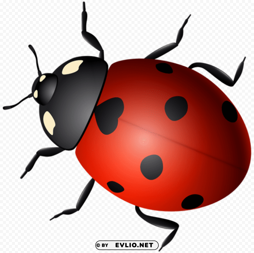 ladybug decorative Transparent PNG Object with Isolation