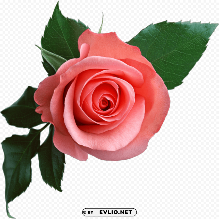 pink rose Transparent PNG Isolated Element with Clarity