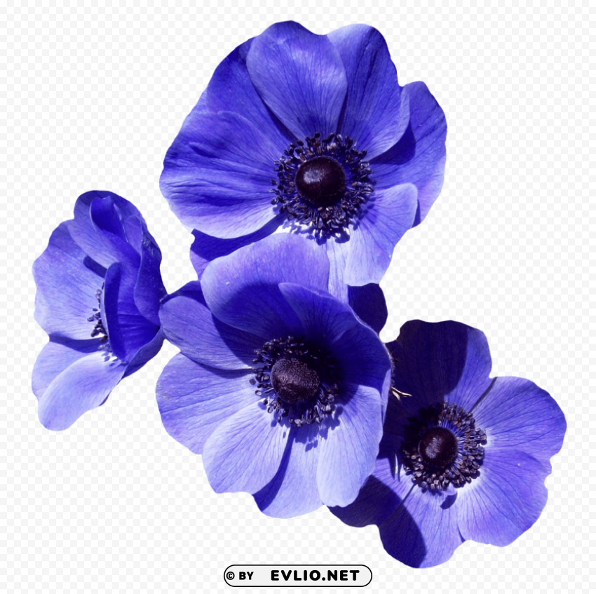 purple flower Clear Background PNG Isolated Item