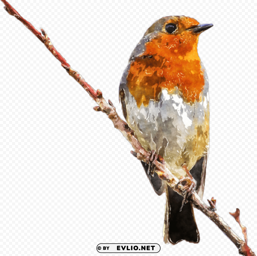 robin erithacus rubecula birds of the world PNG images with alpha channel selection