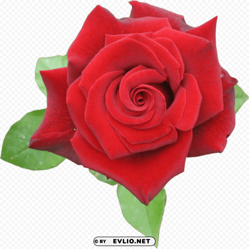 rose red PNG transparency PNG transparent with Clear Background ID a99e5aaa