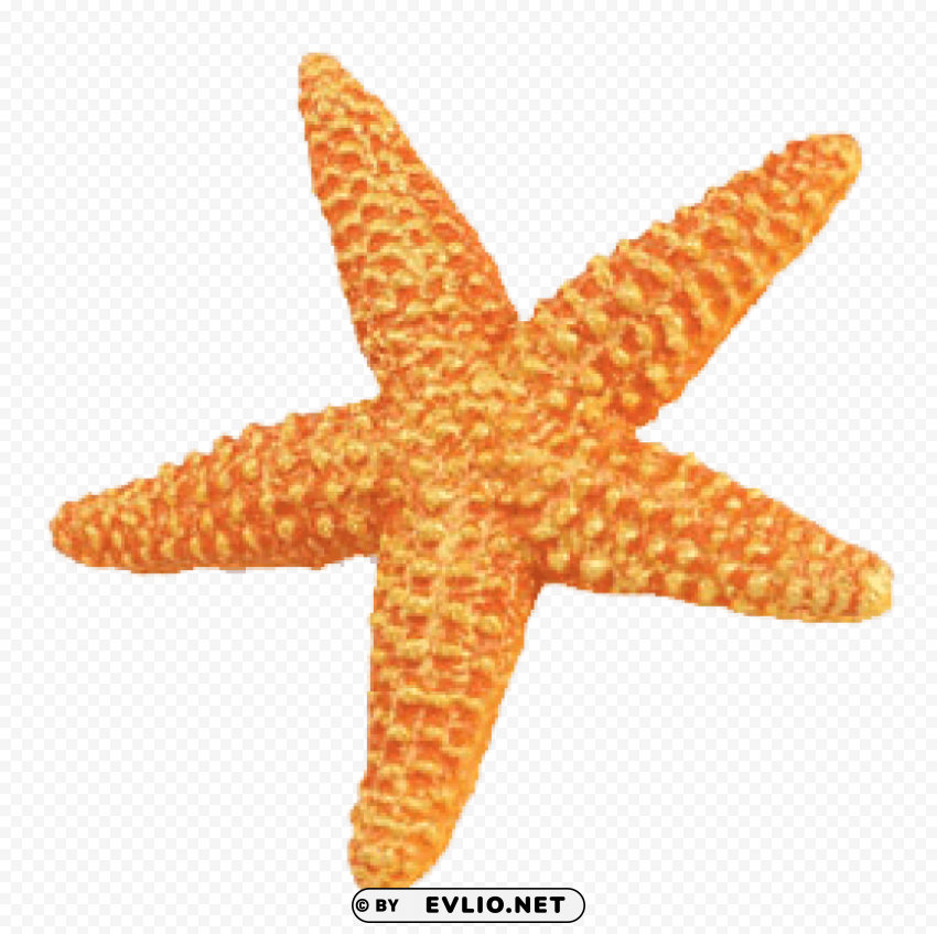 starfish orange PNG images with transparent space