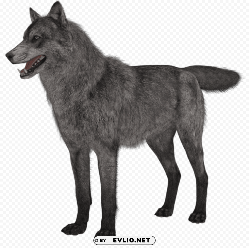  wolf Isolated Item with Transparent Background PNG