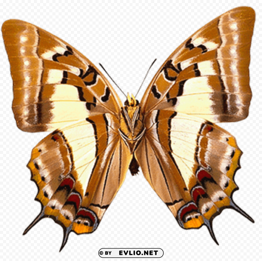 butterfly Transparent PNG images extensive gallery clipart png photo - 5145e85d