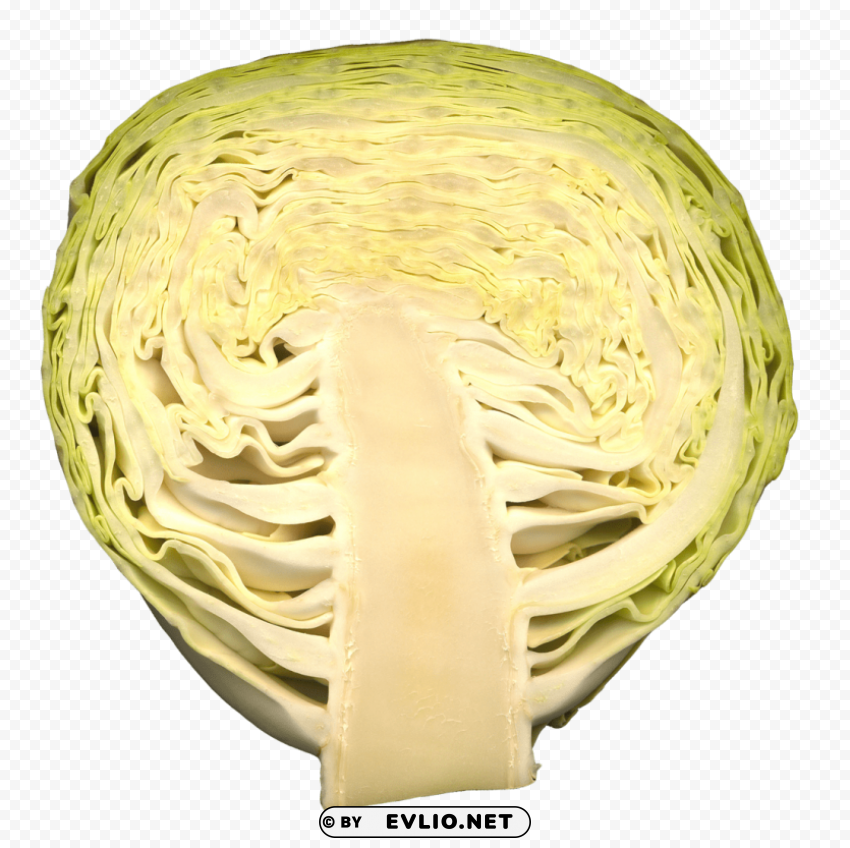 cabbage Transparent PNG Isolated Artwork