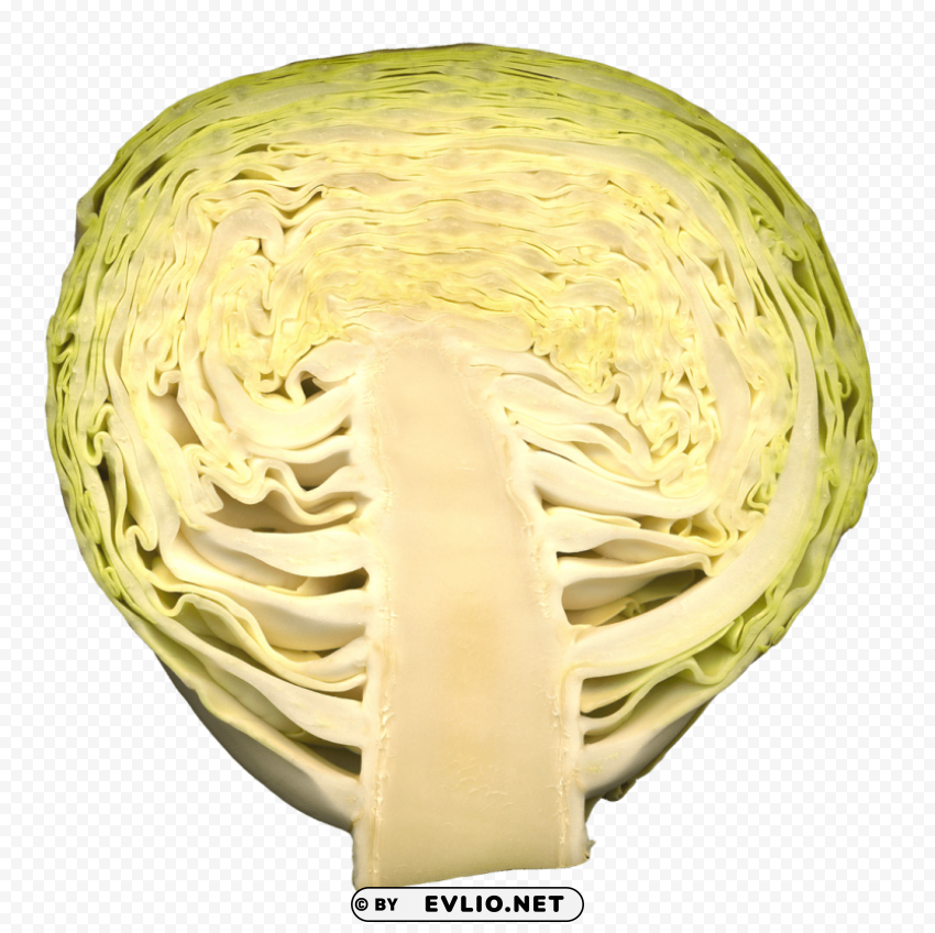 Cabbage Transparent PNG Isolated Artwork