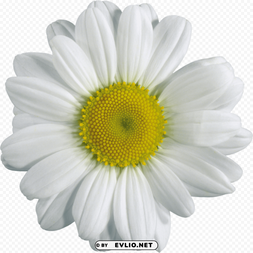 camomile PNG graphics with transparent backdrop