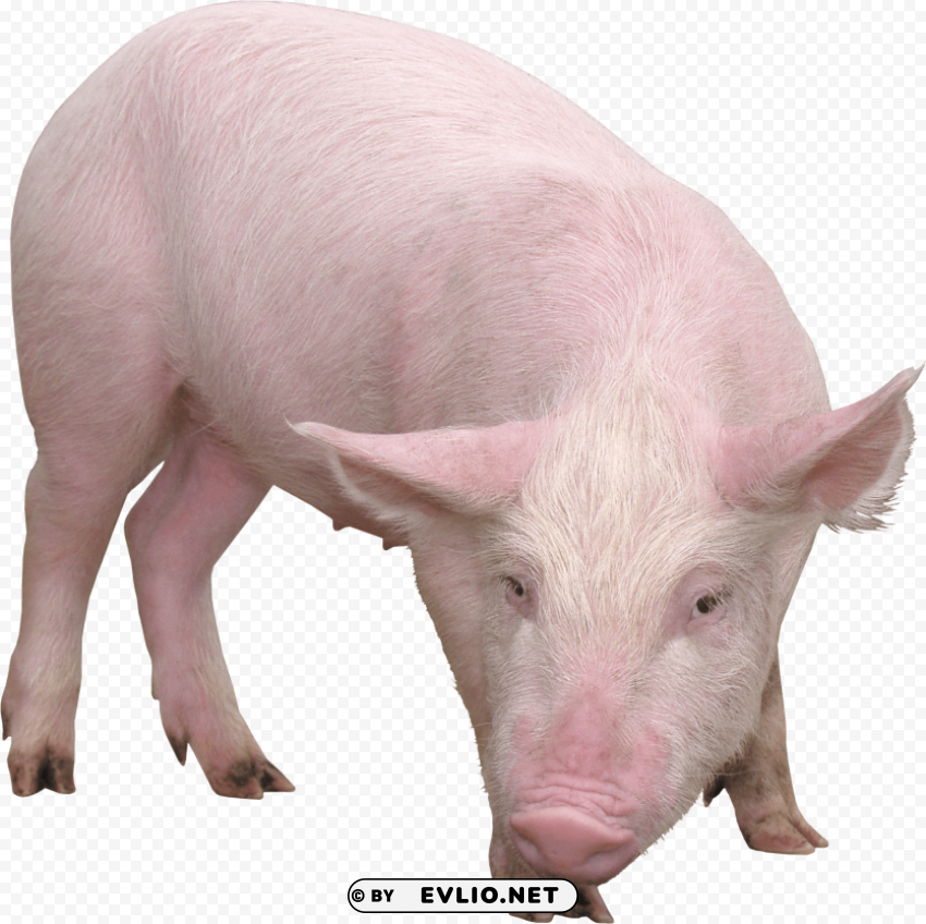 pig PNG Image with Isolated Graphic Element