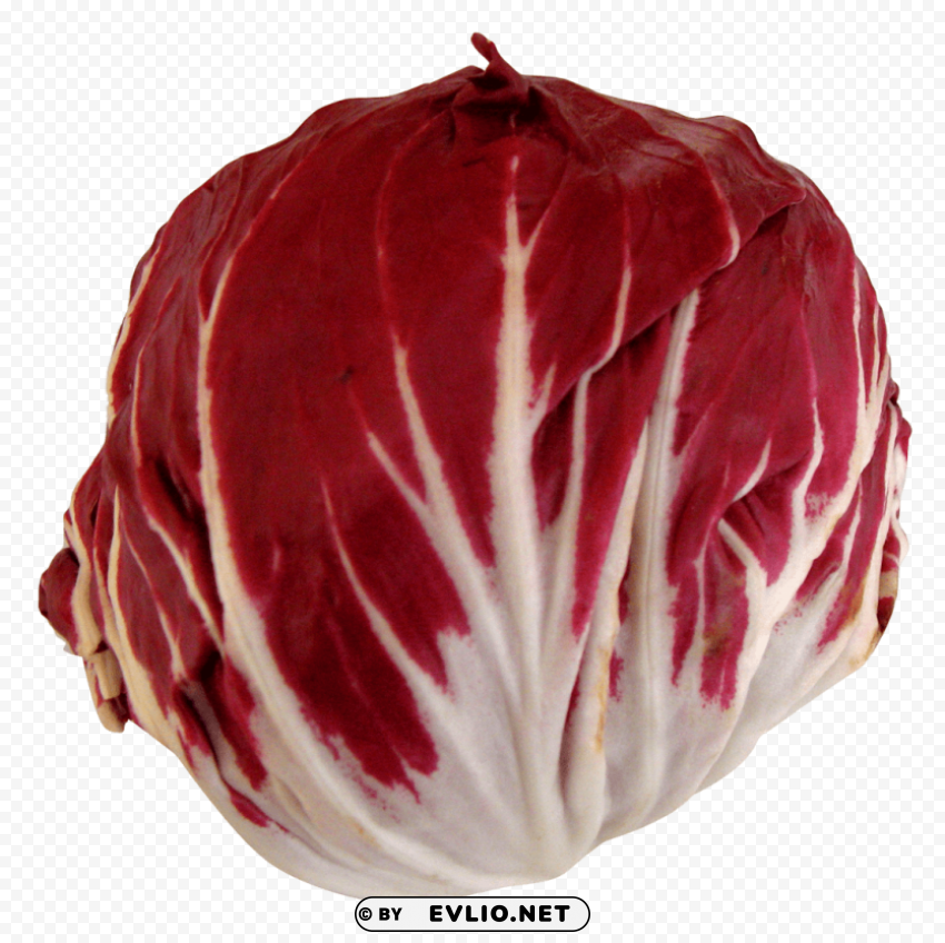 radicchio PNG Graphic with Transparency Isolation