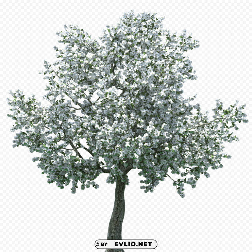 realistic blossom tree PNG Graphic with Clear Isolation