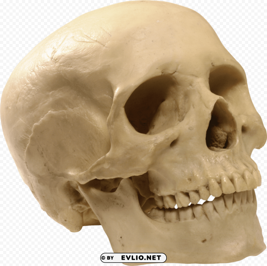 skeleton skull Isolated Character in Clear Transparent PNG