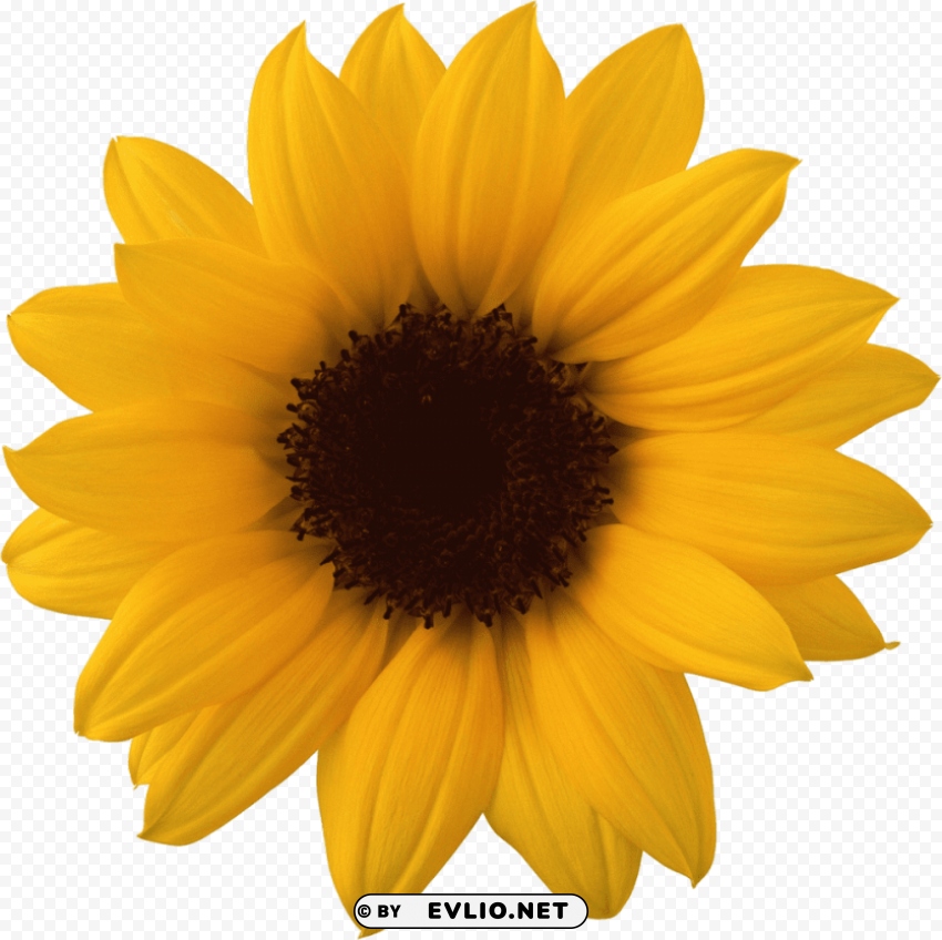 sunflower PNG transparent graphics comprehensive assortment