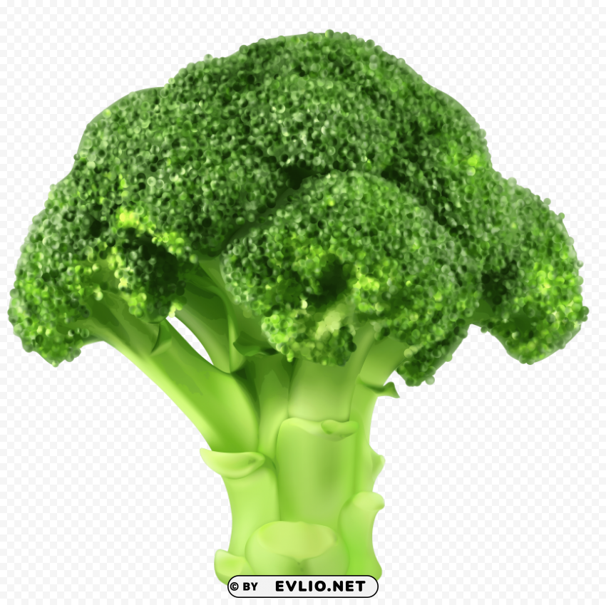 broccoli ClearCut Background Isolated PNG Graphic Element