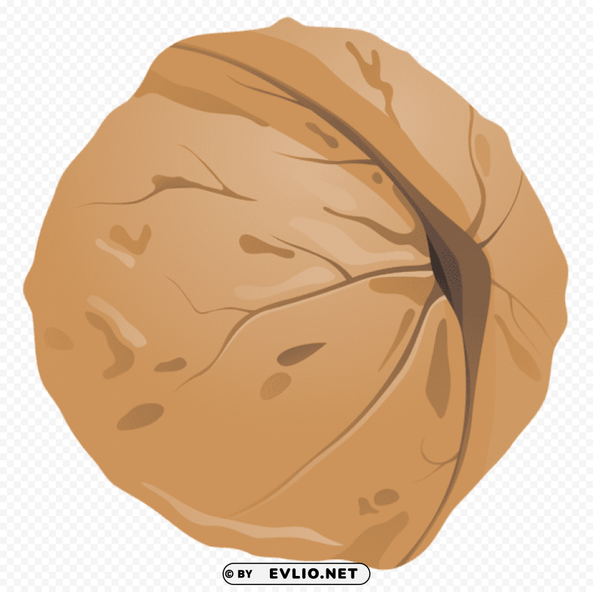 walnut PNG for mobile apps
