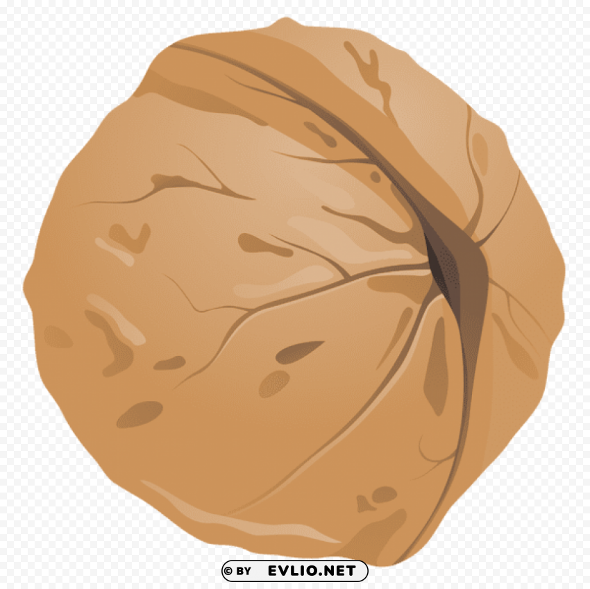 Walnut PNG For Mobile Apps