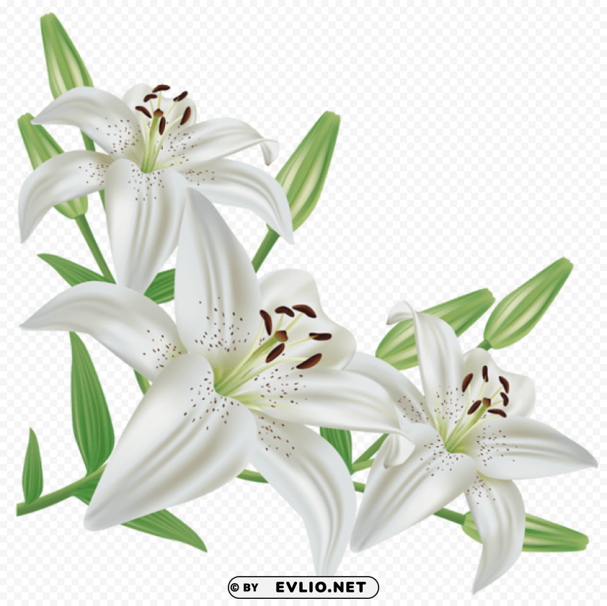 white liliumpicture Transparent PNG artworks for creativity