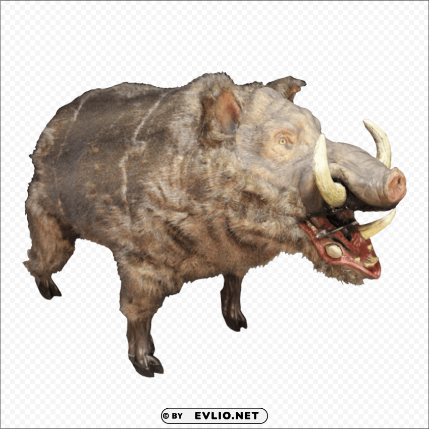 wild boar free s Clear PNG pictures broad bulk