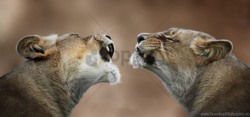 anger couple lioness lions predator teeth wallpaper HighQuality Transparent PNG Isolated Art