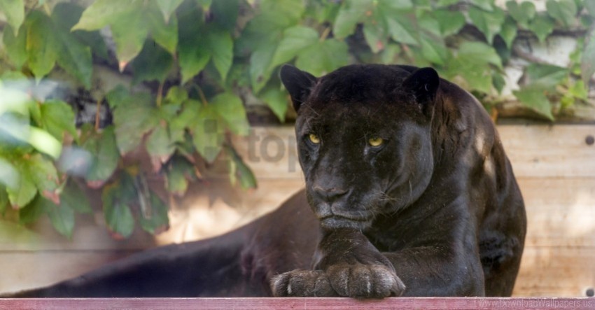 black carnivore panther wild cat wallpaper Isolated Element in Clear Transparent PNG