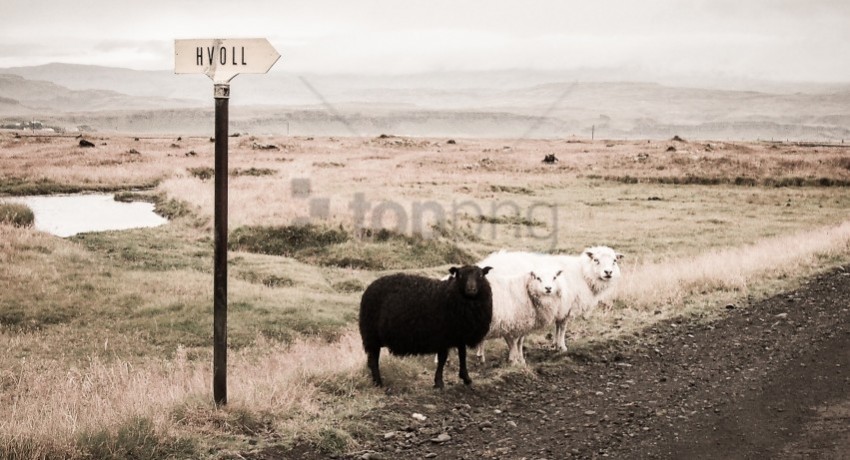 white sheep black sheep Images in PNG format with transparency