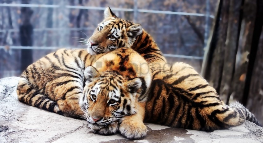 couple cubs down predators rocks tigers wallpaper Free PNG download