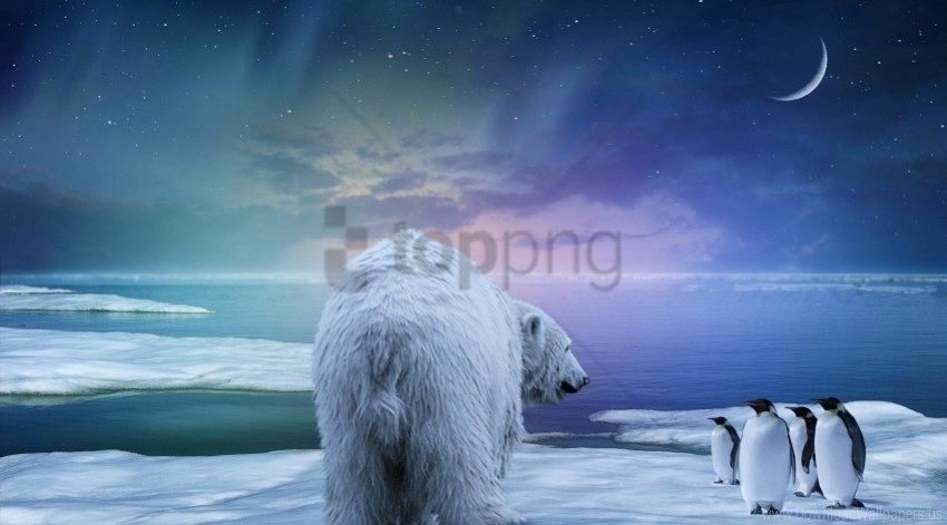 northern lights penguin polar bear wallpaper Isolated Graphic on HighQuality PNG