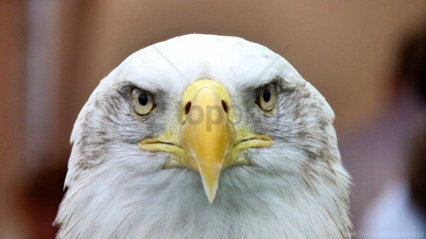 bald eagle bird eagle vulture wallpaper Isolated Item on HighQuality PNG