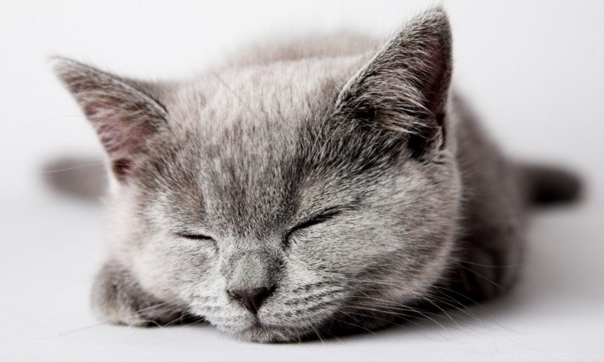 kitty muzzle sleep wallpaper Isolated Character in Clear Transparent PNG